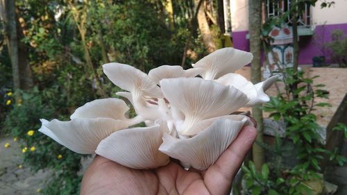 Close-up of hand holding white oyester mushroom