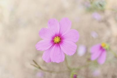 Close-up of pink flowers
