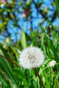 Close-up of dandelion flowers