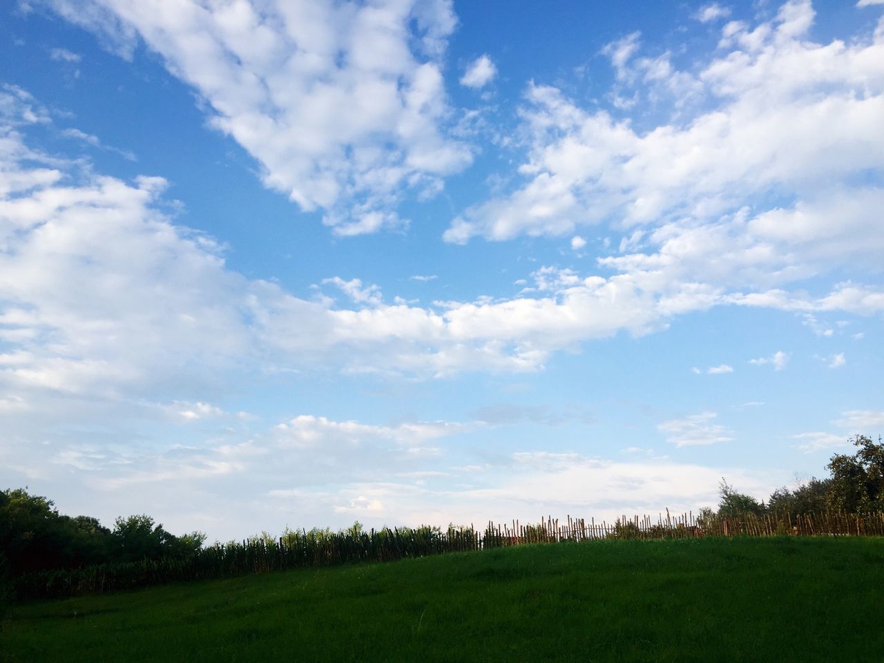 sky, field, tranquil scene, landscape, tranquility, scenics, beauty in nature, grass, cloud - sky, nature, growth, tree, rural scene, cloud, agriculture, blue, green color, grassy, horizon over land, idyllic