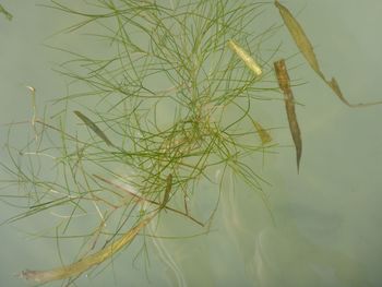 Close-up of plant in water