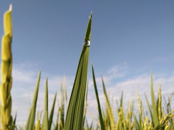 Low angle view of crops growing on field against sky