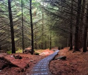 Road passing through forest