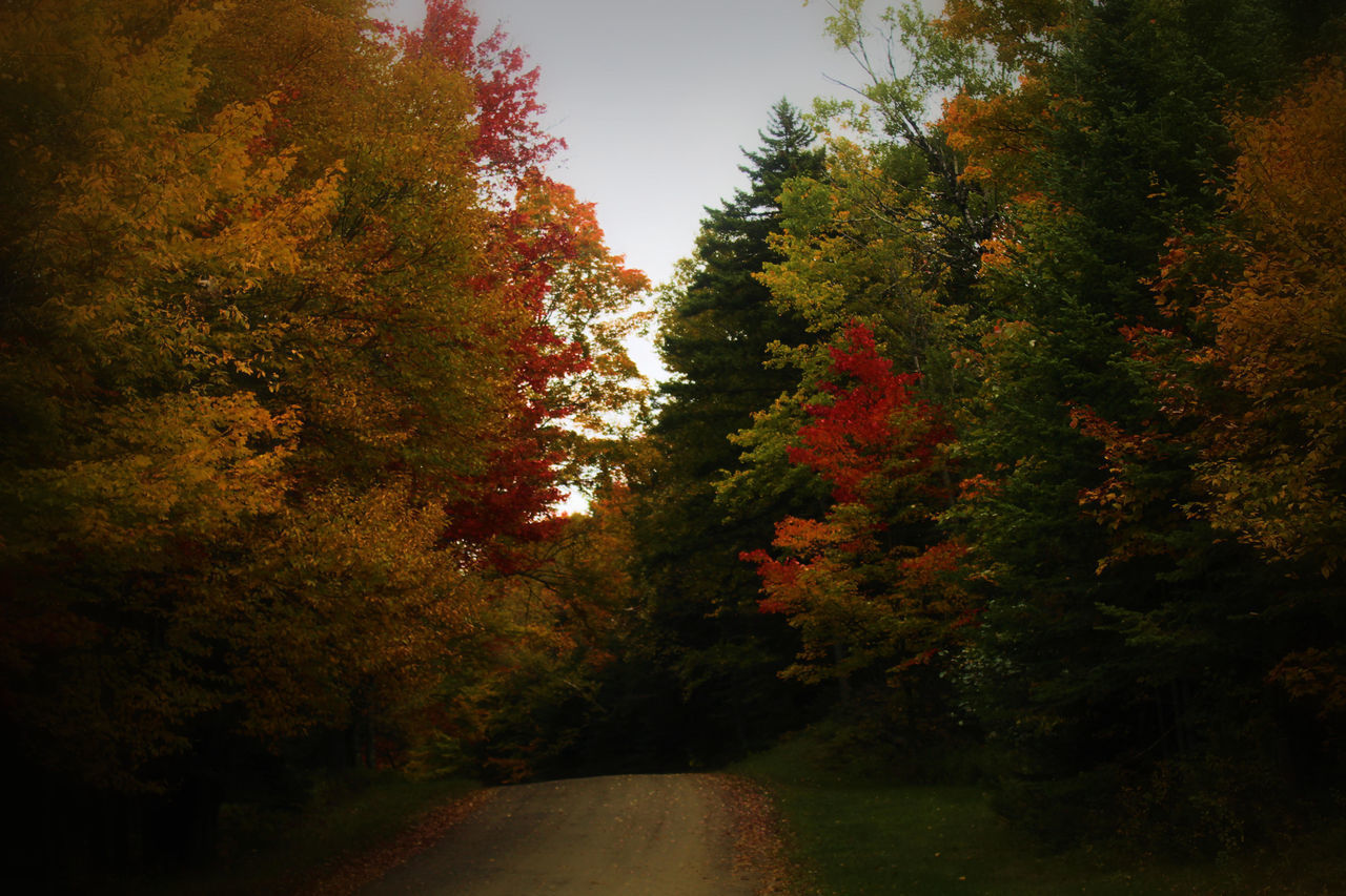 TREES IN FOREST DURING AUTUMN