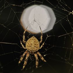 Close-up of spider on web