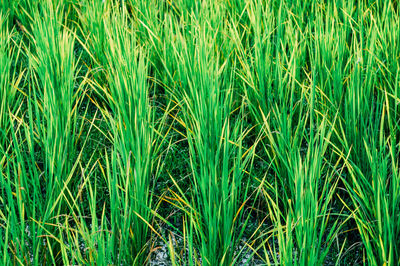 Full frame shot of crops growing on field