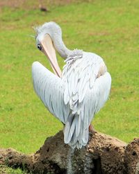 Close-up of pelican on grass