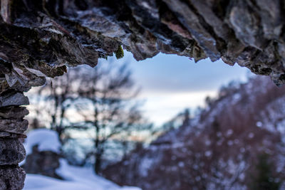 Close-up of frozen tree against sky