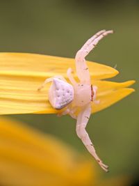 Close-up of insect on yellow flower