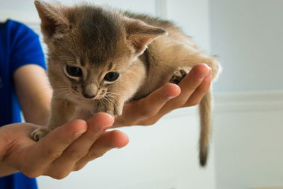 Cropped hands holding kitten against wall