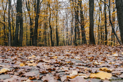 Surface level image of autumn leaves on ground in forest, fall colors.