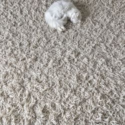 High angle view of cat sleeping