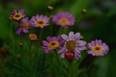 Close-up of pink flowering plants