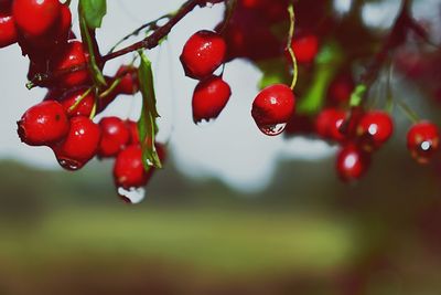 Close-up of wet red berries growing on tree