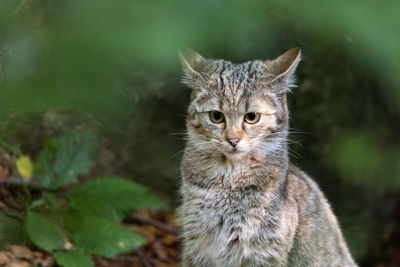 Close-up portrait of a cat