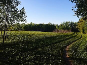 Scenic view of grassy field against blue sky