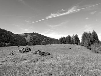 View of cows on field against sky