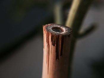 Detail of bamboo stick tip