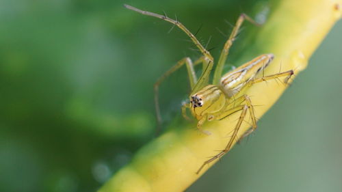 Close-up of insect on leaf