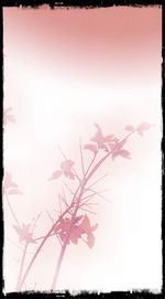 Low angle view of flowers on tree