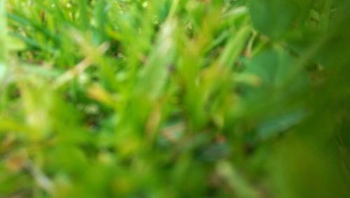 Full frame shot of plants growing on land