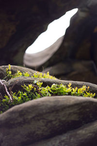 Close-up of plants growing in cave