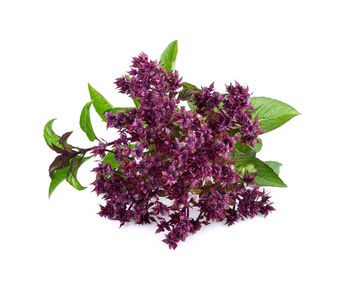 Close-up of flowering plant against white background