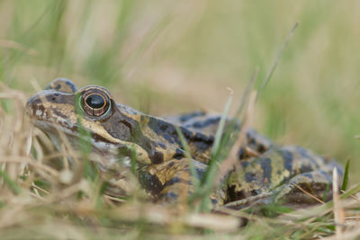 Close-up of frog