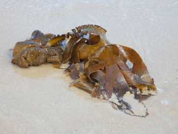 High angle view of crab on beach
