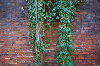 Close-up of ivy growing on brick wall