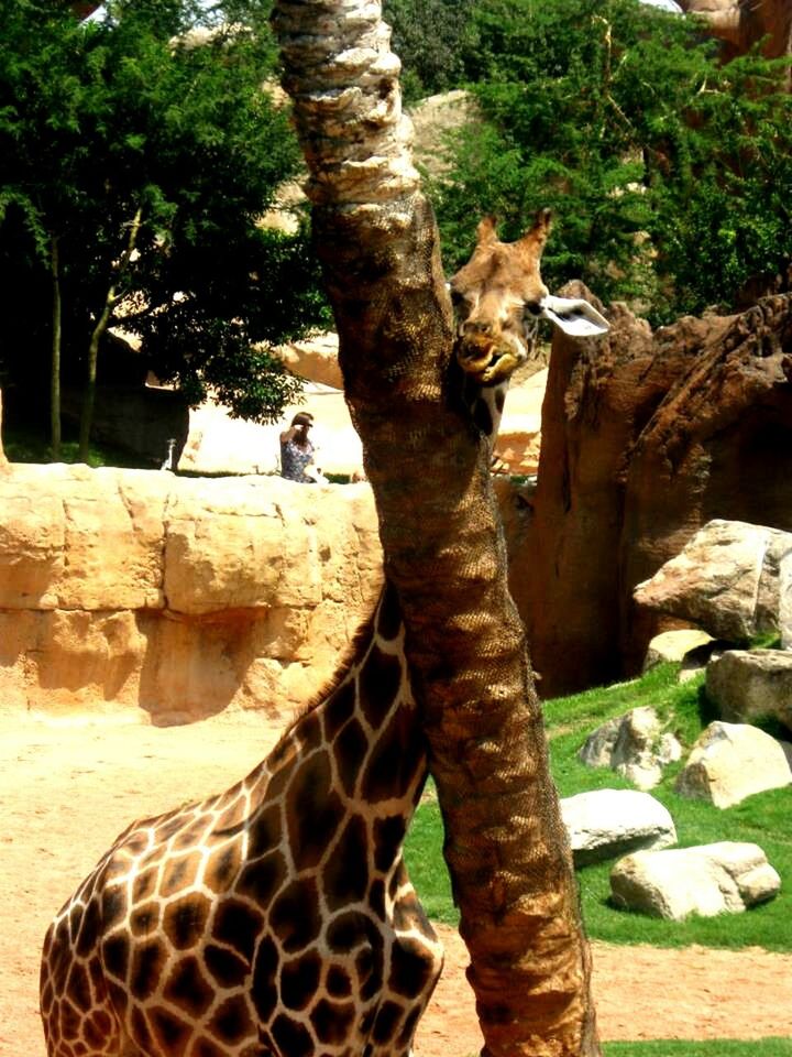 tree, animal themes, one animal, sunlight, animals in the wild, zoo, no people, day, outdoors, animal wildlife, mammal, close-up, nature