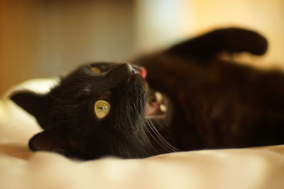 Black cat lying on his back