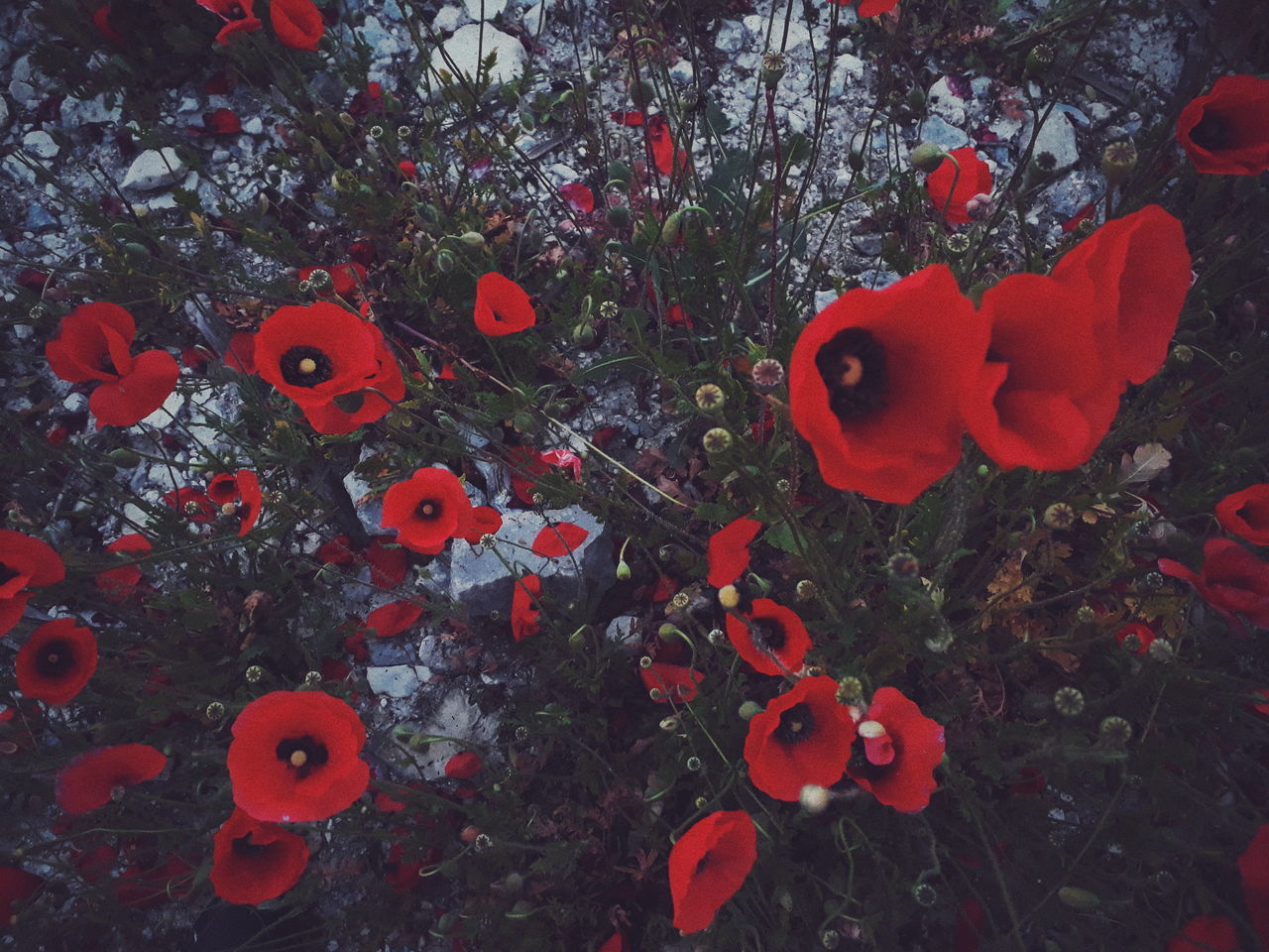 FULL FRAME SHOT OF RED FLOWERING PLANTS