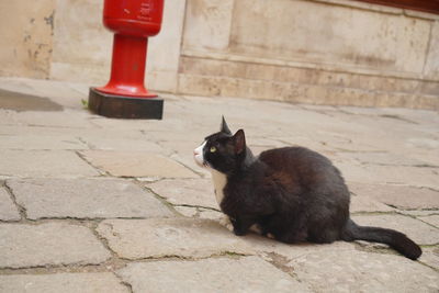 Cat sitting on footpath