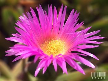 Close-up of purple flower