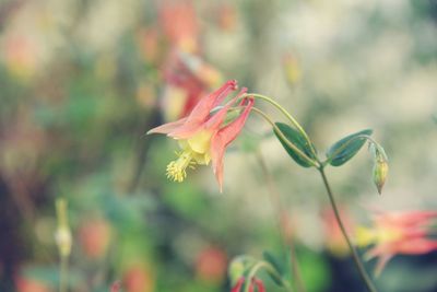 Close-up of pink flowering plant