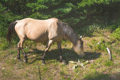 Horse grazing in a field