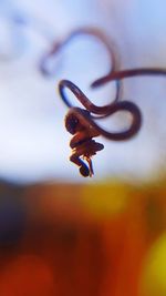 Macro shot of orange leaf