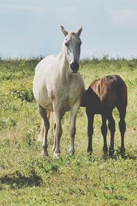 Horses standing in a field