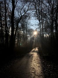 Sunlight streaming through trees in forest