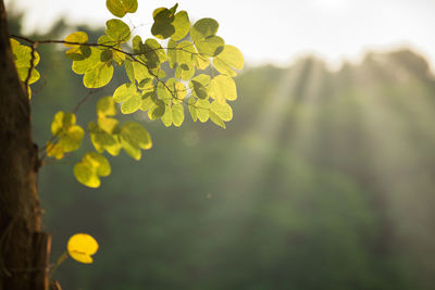 Close-up of yellow leaves in sunshine.