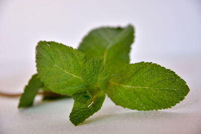 Close-up of green leaves on white background