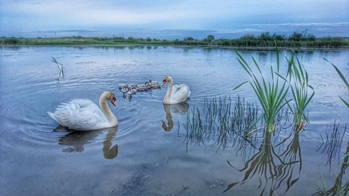 Swans swimming in lake against sky