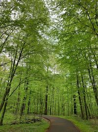 Empty road amidst trees in forest