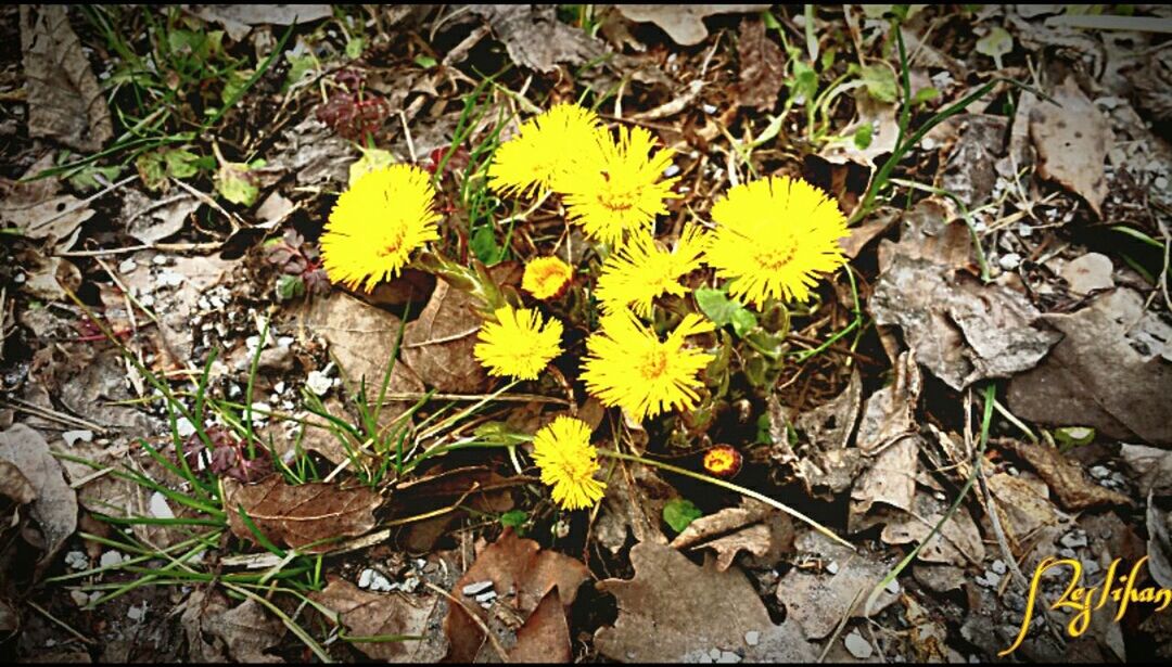 high angle view, one animal, animal themes, leaf, animals in the wild, wildlife, flower, field, yellow, nature, fragility, plant, ground, growth, dry, grass, day, outdoors, insect, no people