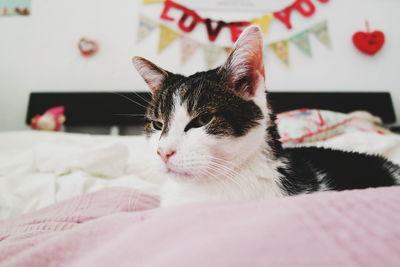 Close-up of cat resting on floor