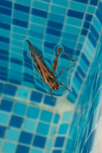 Close-up of butterfly on wall