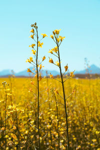 Yellow flowering plants on field against sky