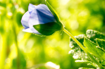 Close-up of purple flowering plant