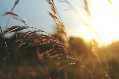 Close-up of wheat field against clear sky